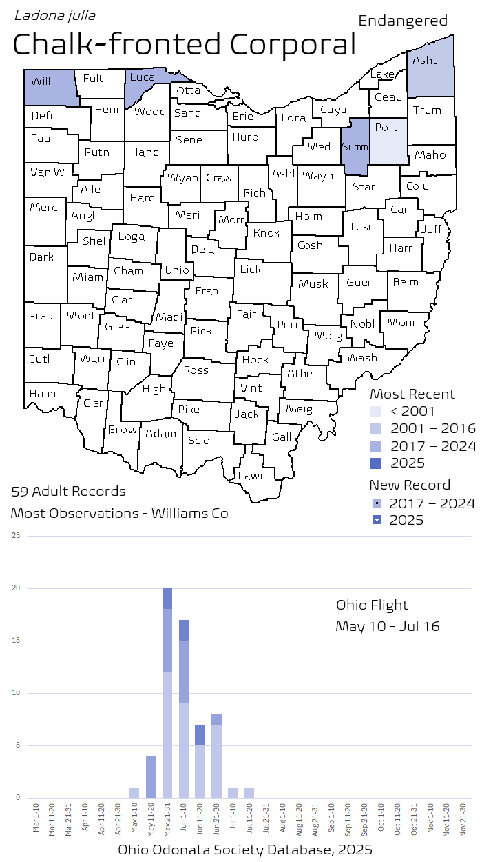 Chalk-fronted Corporal.png
