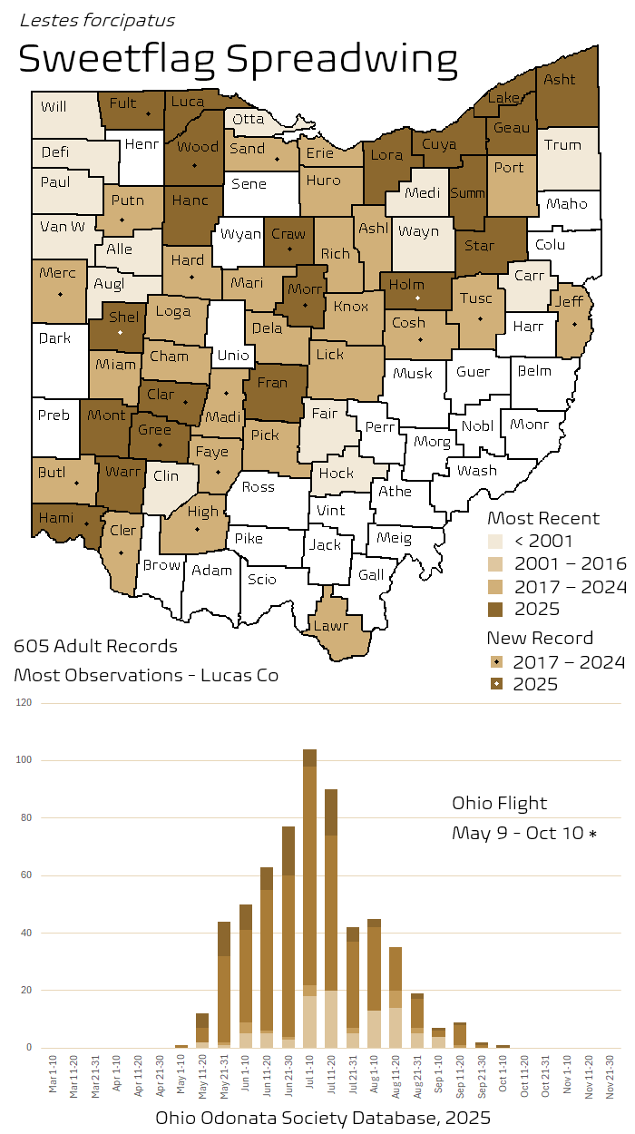 Sweetflag Spreadwing.png