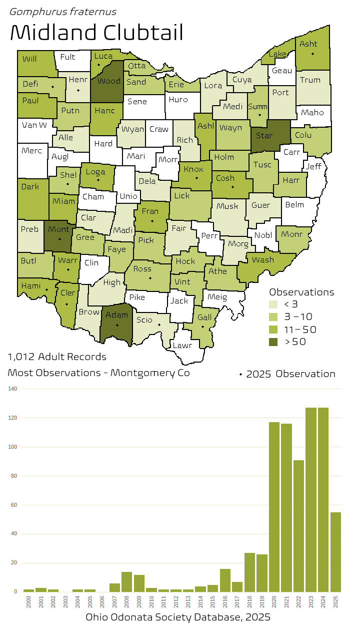 midland clubtail.png