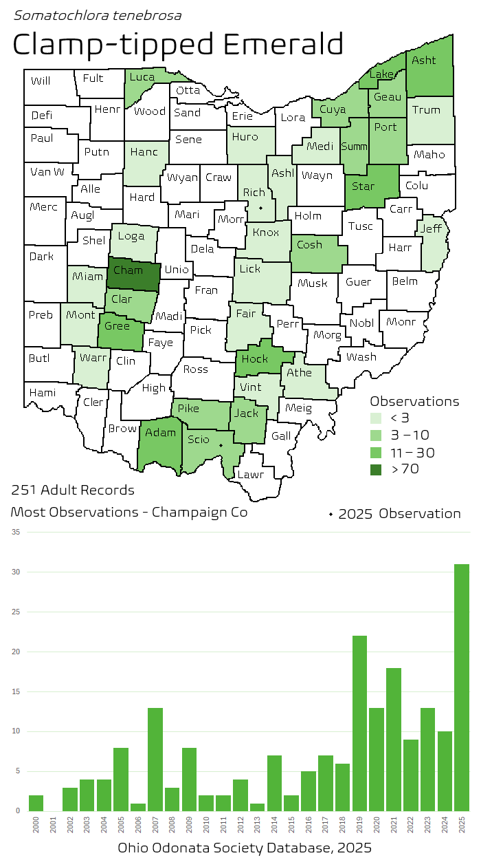 clamp-tipped emerald.png