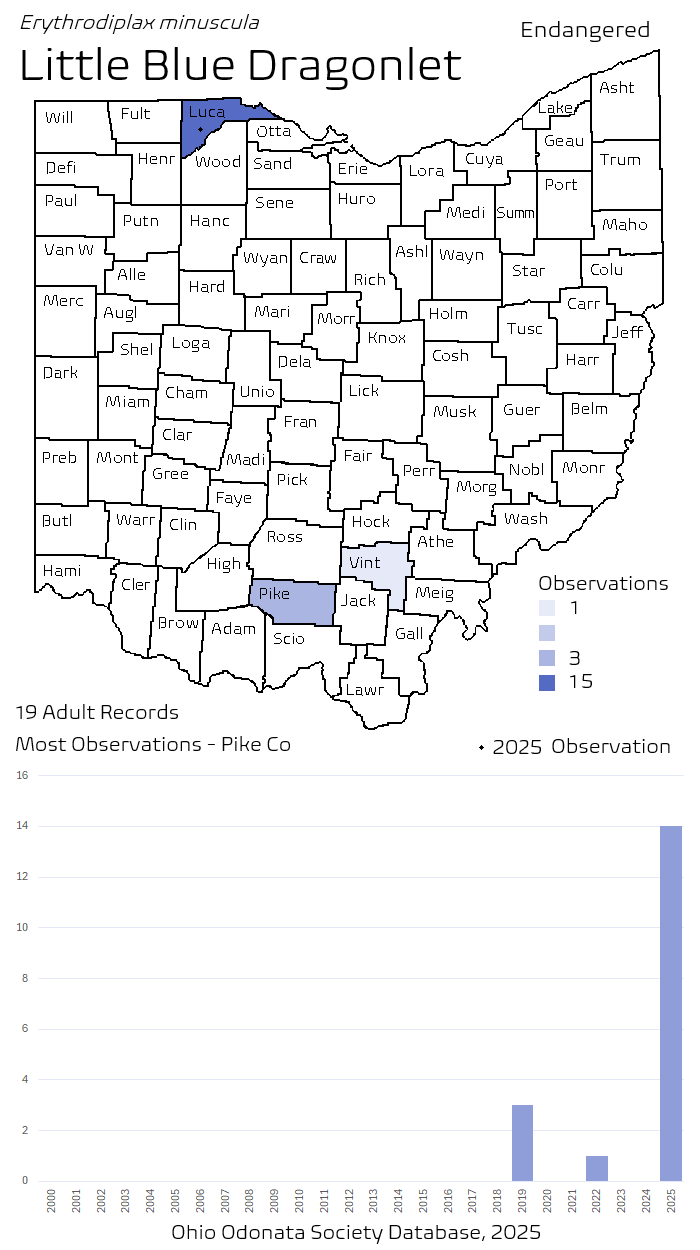 little blue dragonlet.png