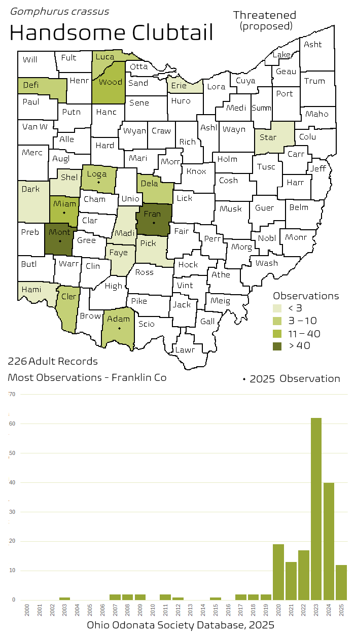 handsome clubtail.png