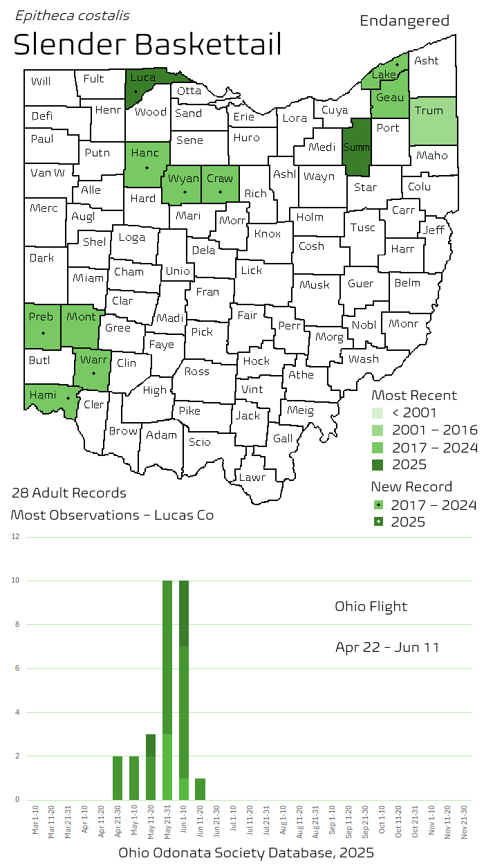 Slender Baskettail.png