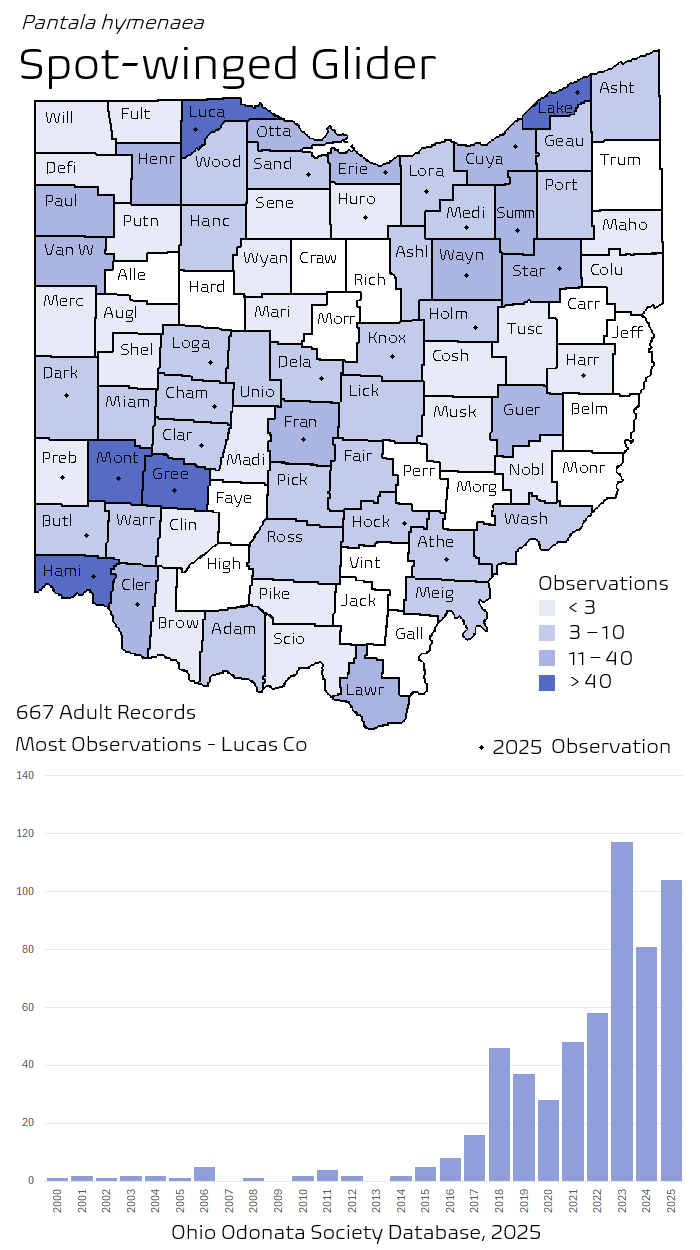 spot-winged glider.png
