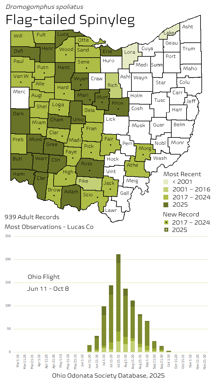 Flag-tailed Spinyleg.png