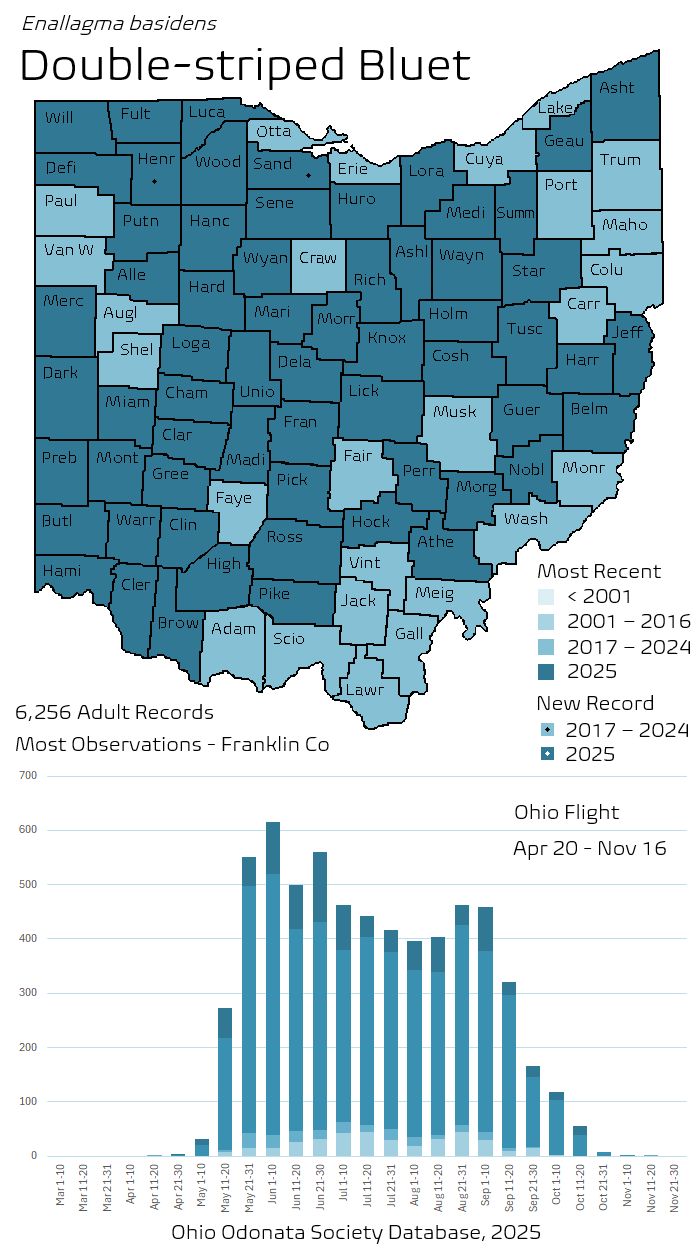 Double-striped Bluet.png