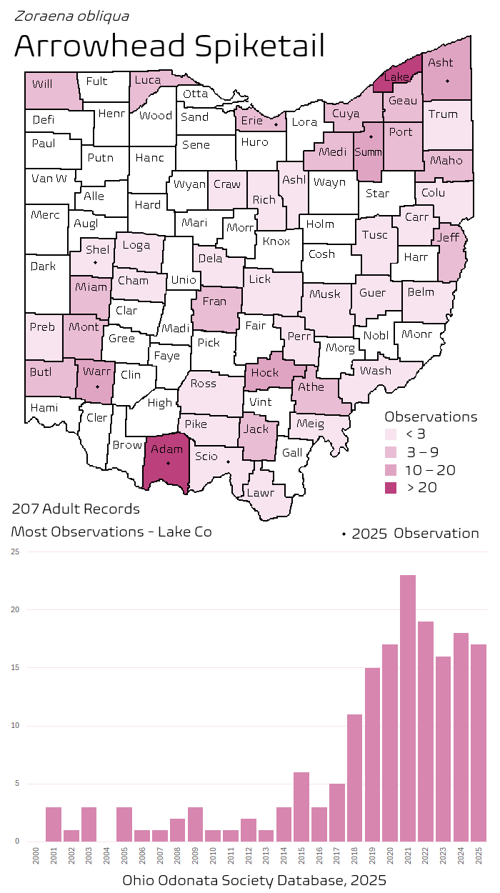 arrowhead spiketail.png