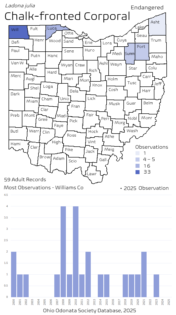 chalk-fronted corporal.png