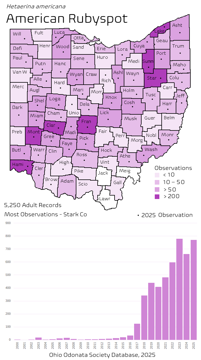 american rubyspot.png