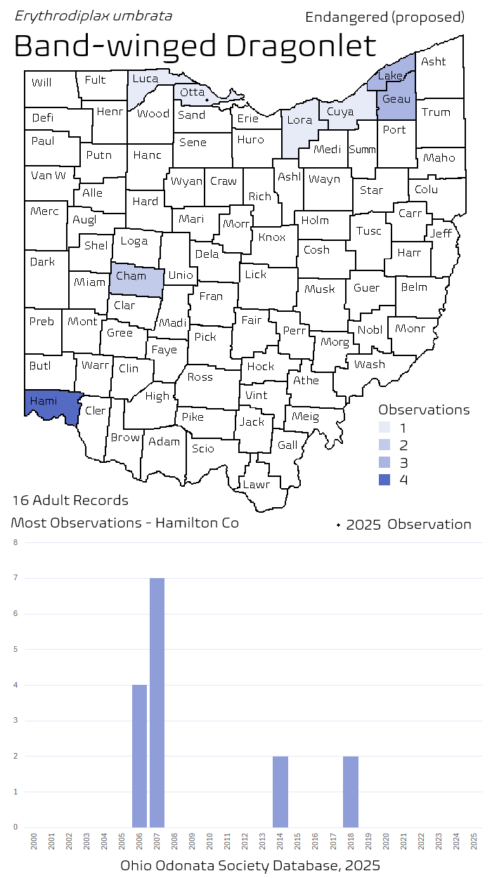 band-winged dragonlet.png