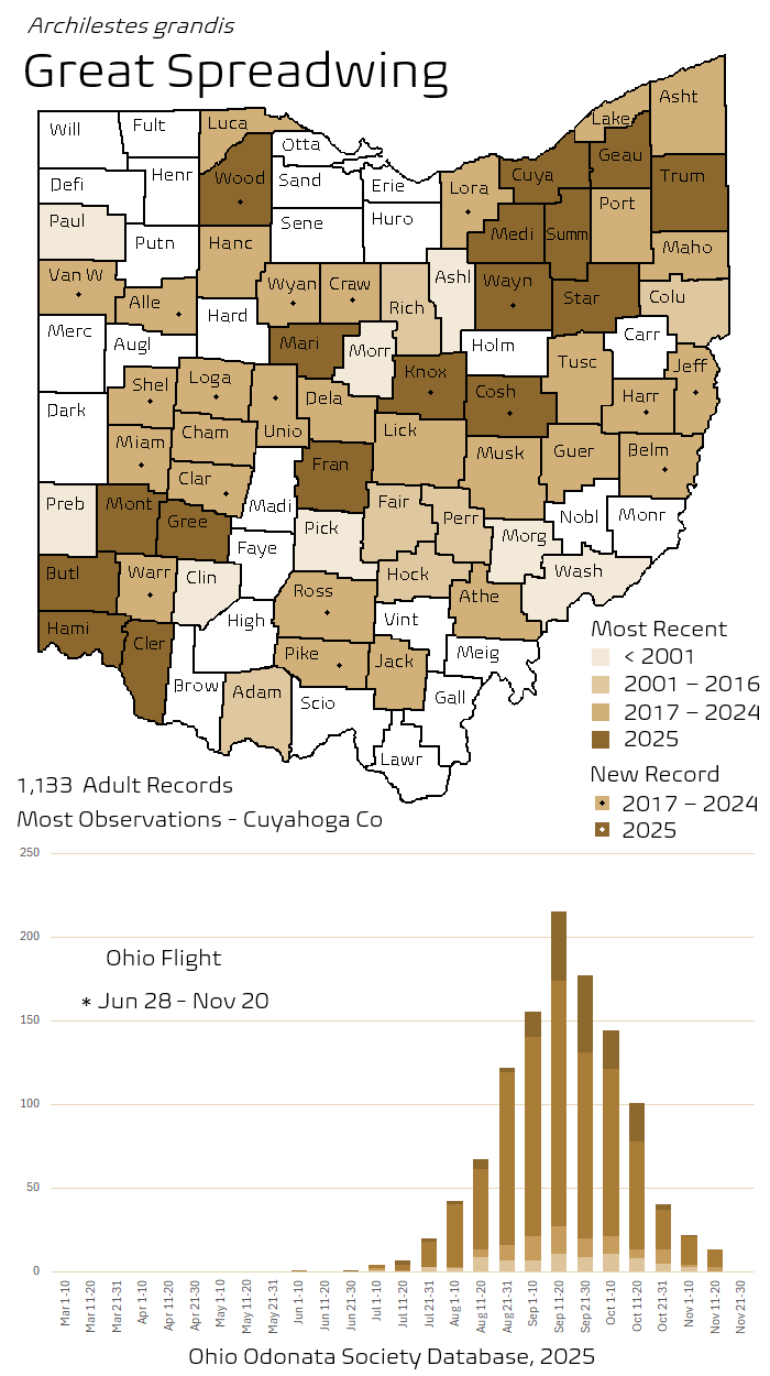 Great Spreadwing.png