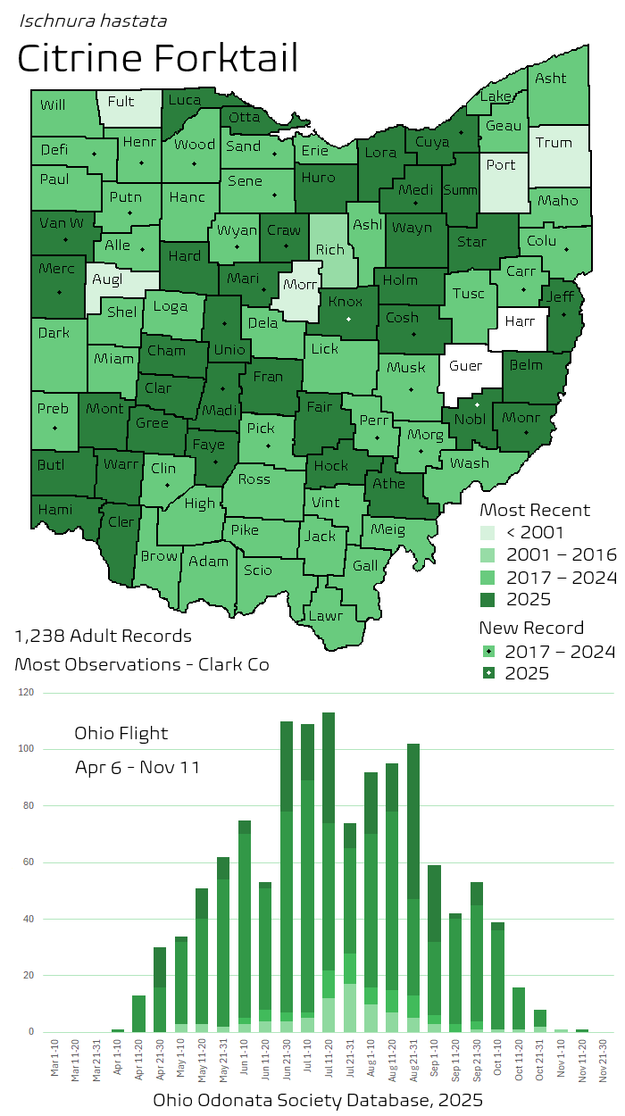 Citrine Forktail.png
