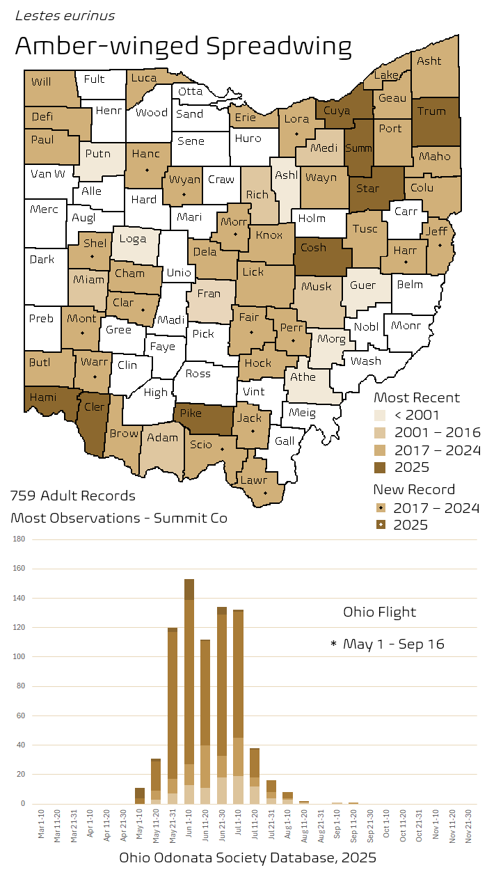 Amber-winged Spreadwing.png