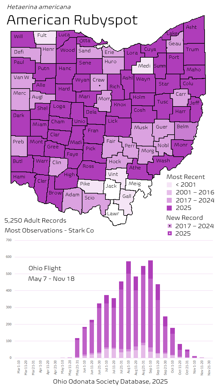 American Rubyspot.png