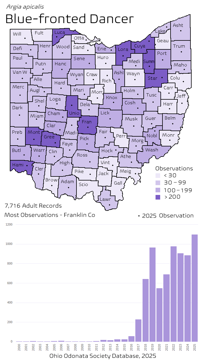 blue-fronted dancer.png