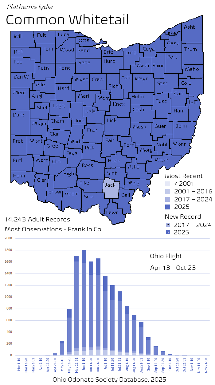 Common Whitetail.png