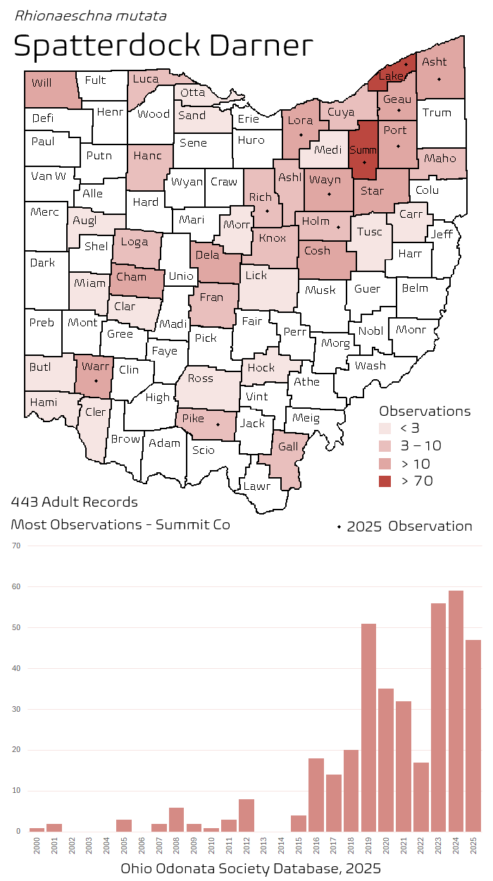 spatterdock darner.png