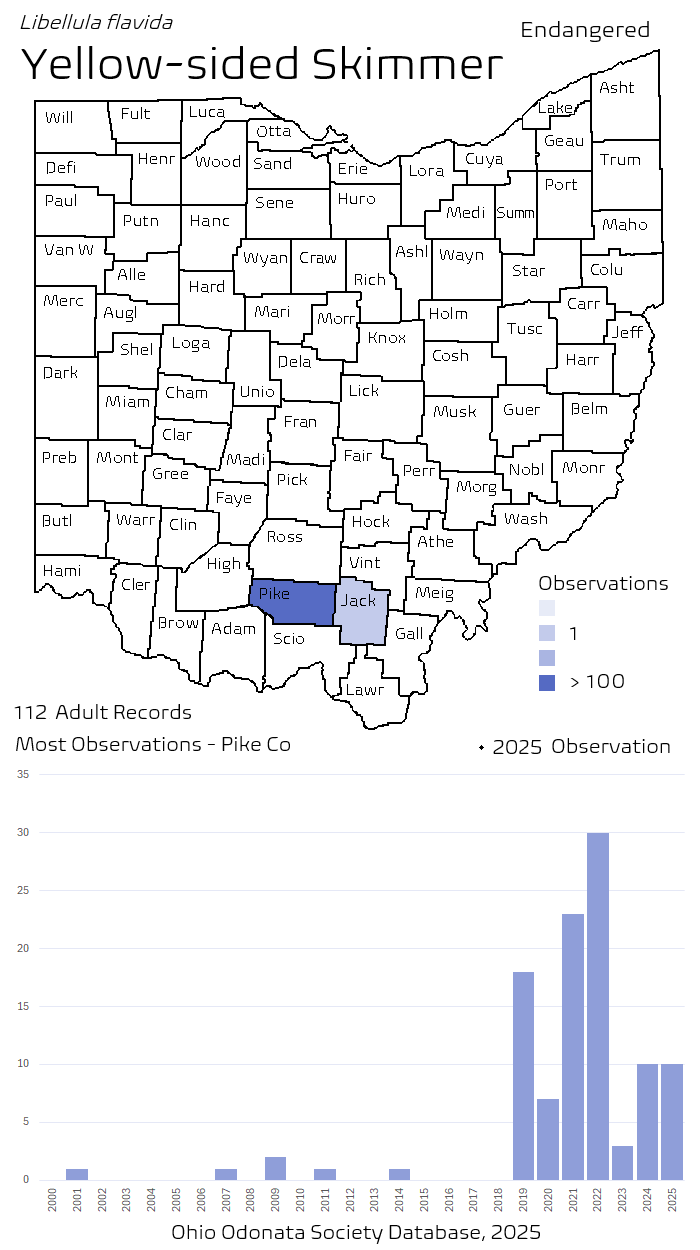 yellow-sided skimmer.png