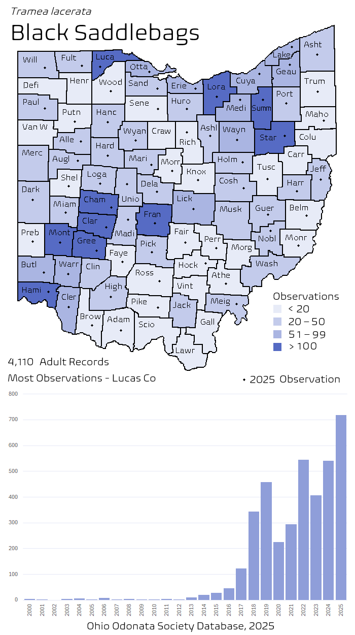 black saddlebags.png