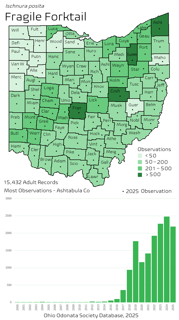 fragile forktail.png