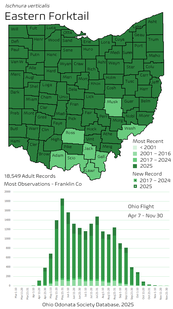 Eastern Forktail.png