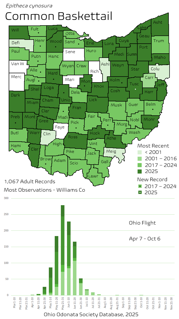 Common Baskettail.png