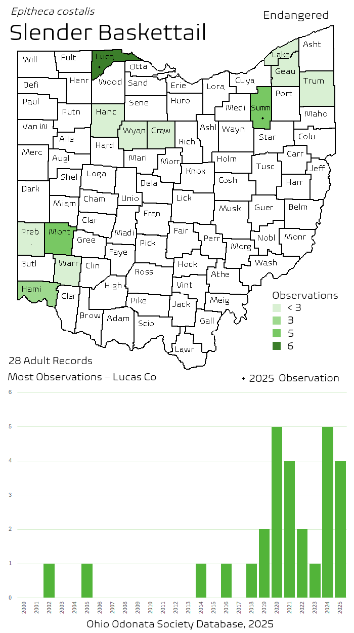 slender baskettail.png