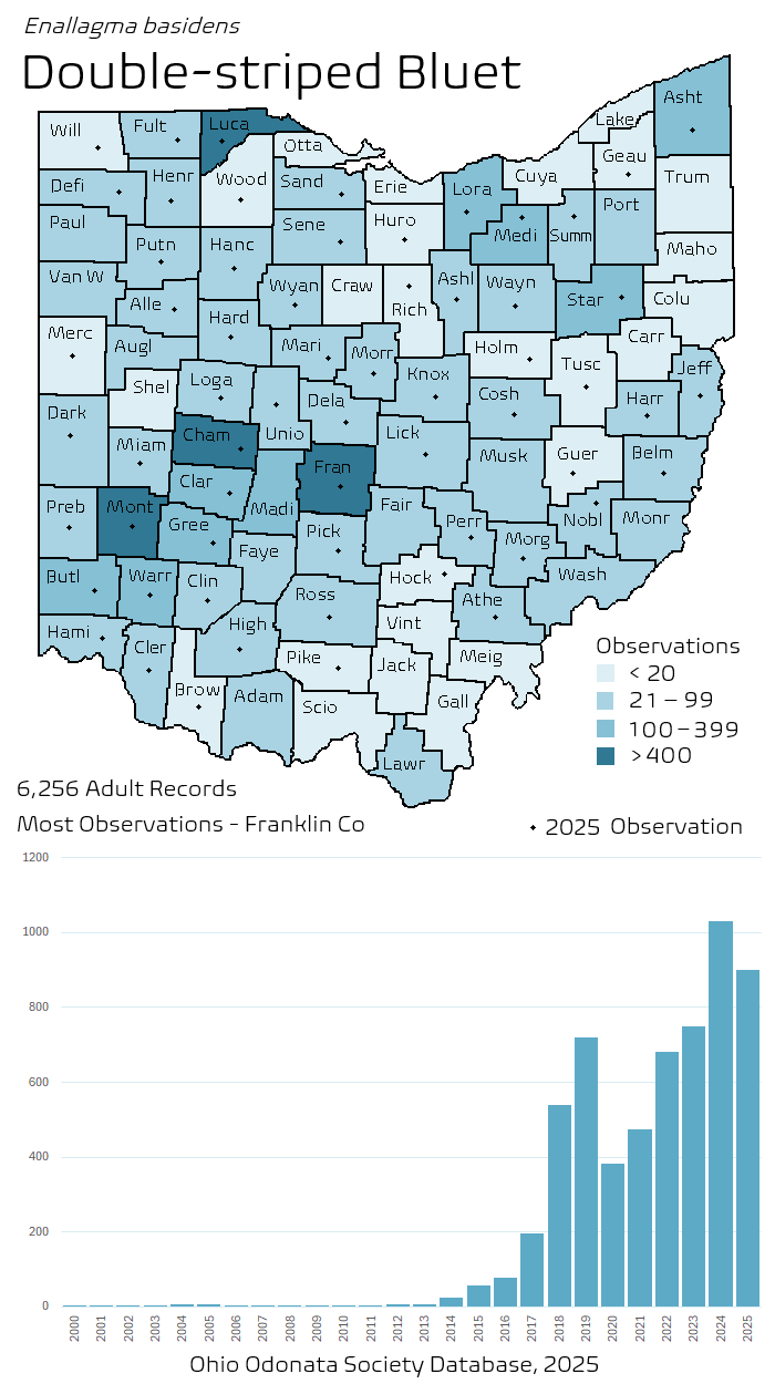 double-striped bluet.png