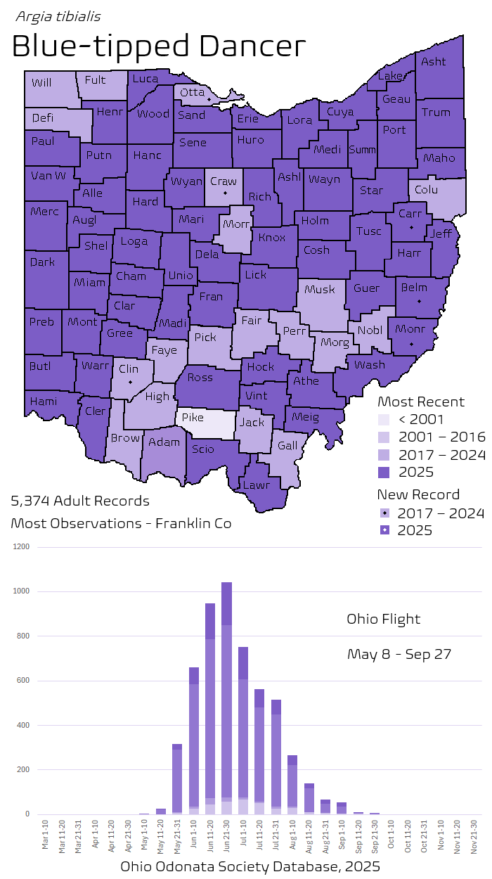 Blue-tipped Dancer.png