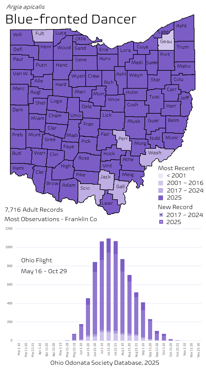 Blue-fronted Dancer.png