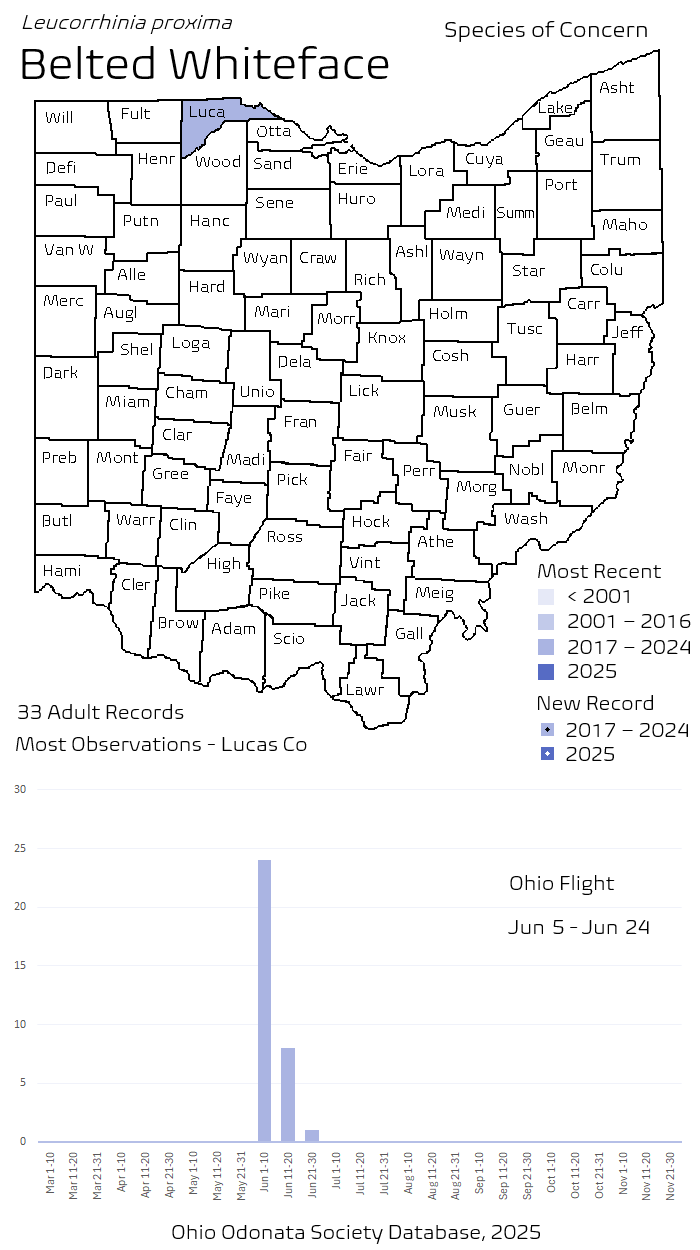 Belted Whiteface.png