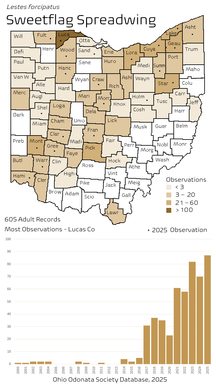 sweetflag spreadwing.png