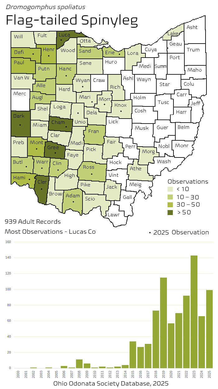 flag-tailed spinyleg.png