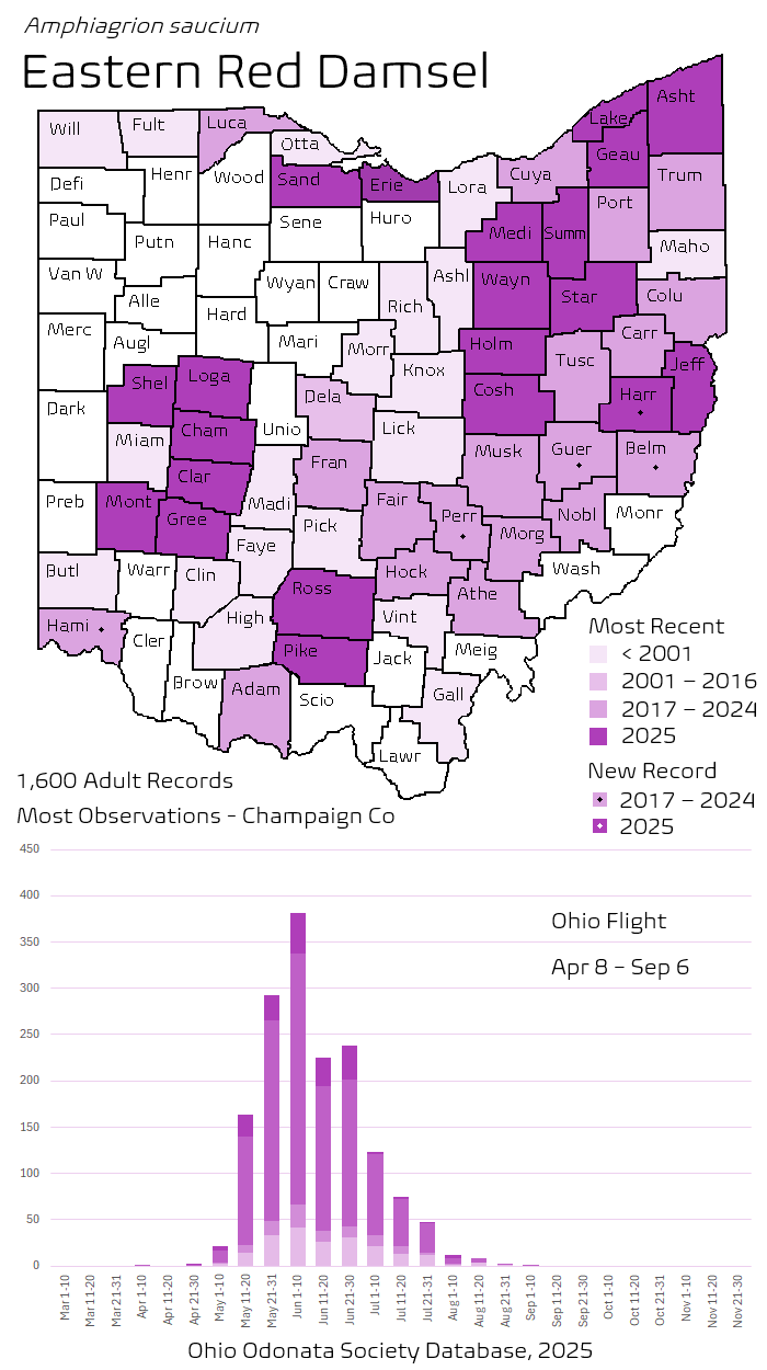 Eastern Red Damsel.png