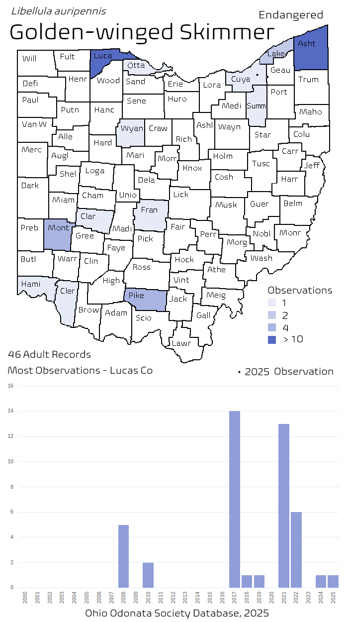 golden-winged skimmer.png