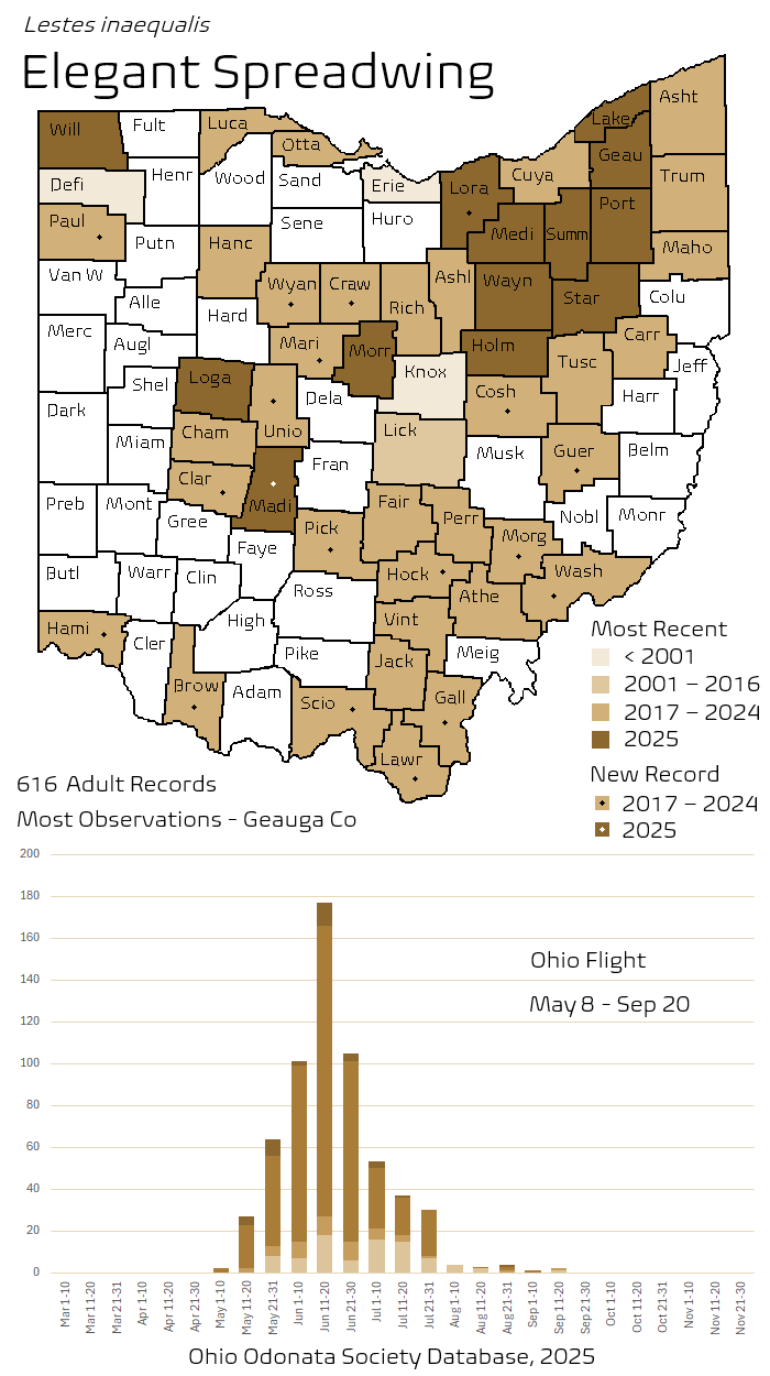 Elegant Spreadwing.png