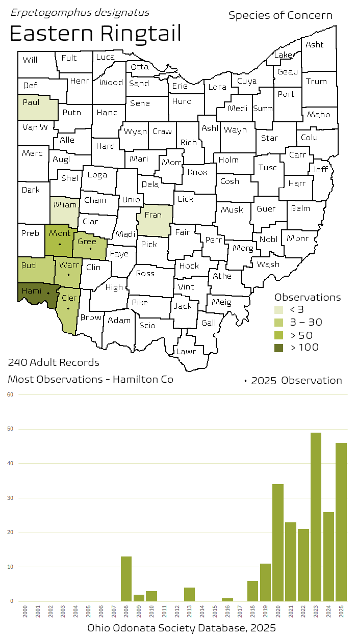 eastern ringtail.png