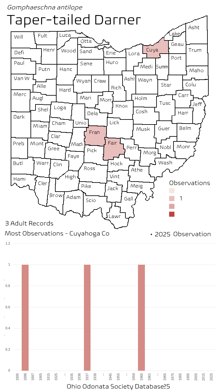 taper-tailed darner.png