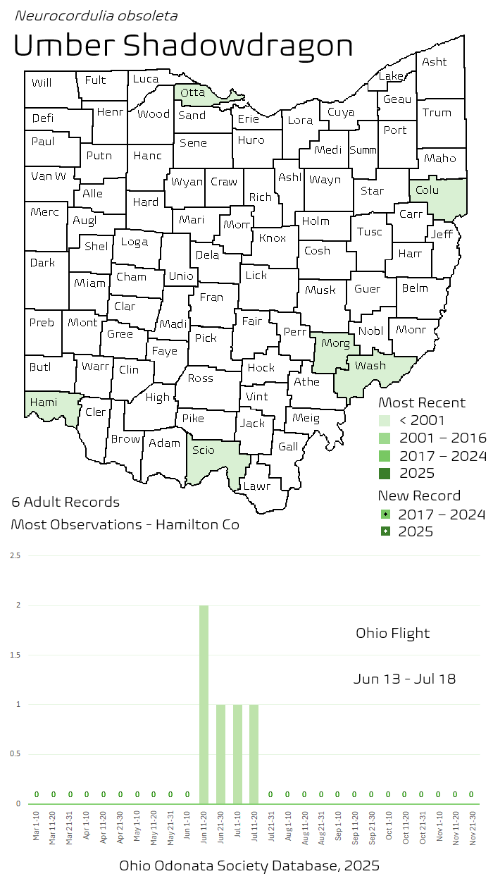 Umber Shadowdragon.png