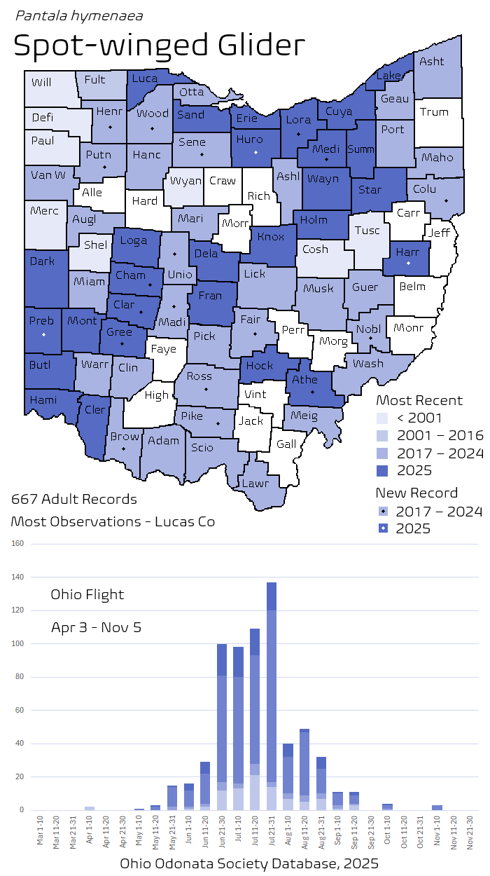 Spot-winged Glider.png