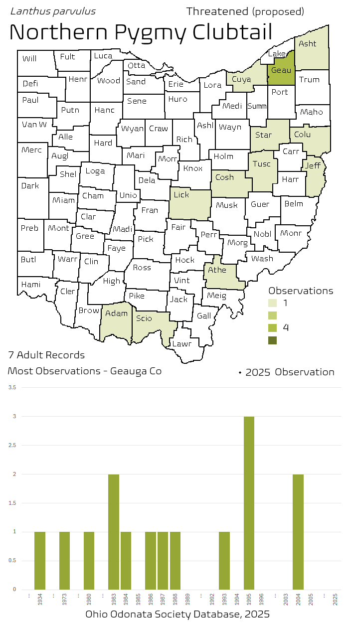northern pygmy clubtail.png