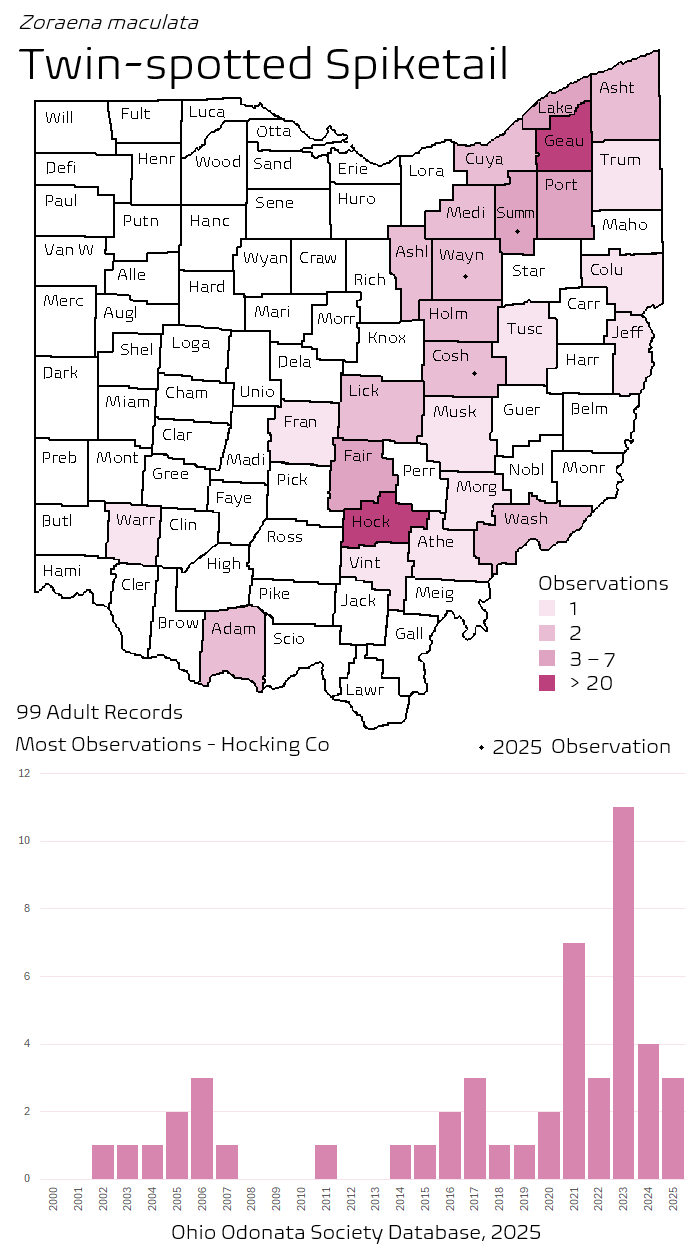 twin-spotted spiketail.png