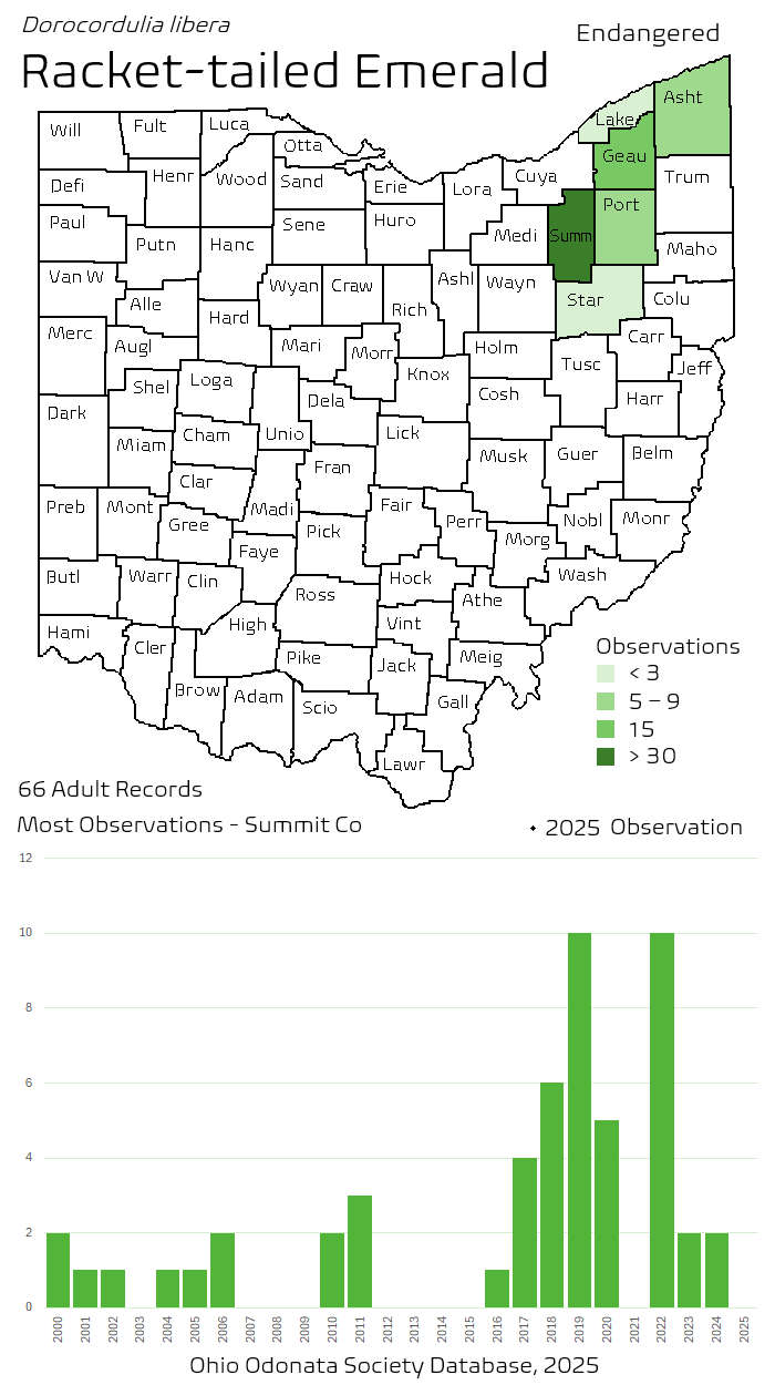 racket-tailed emerald.png