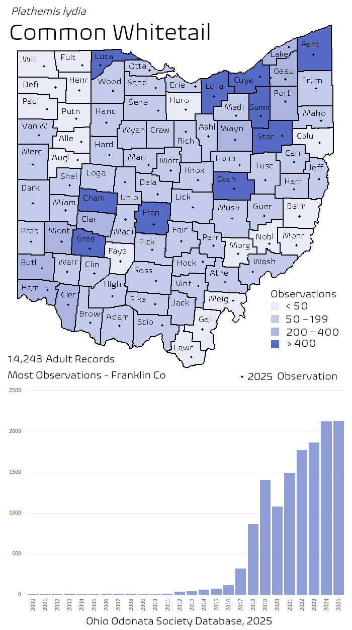 common whitetail.png