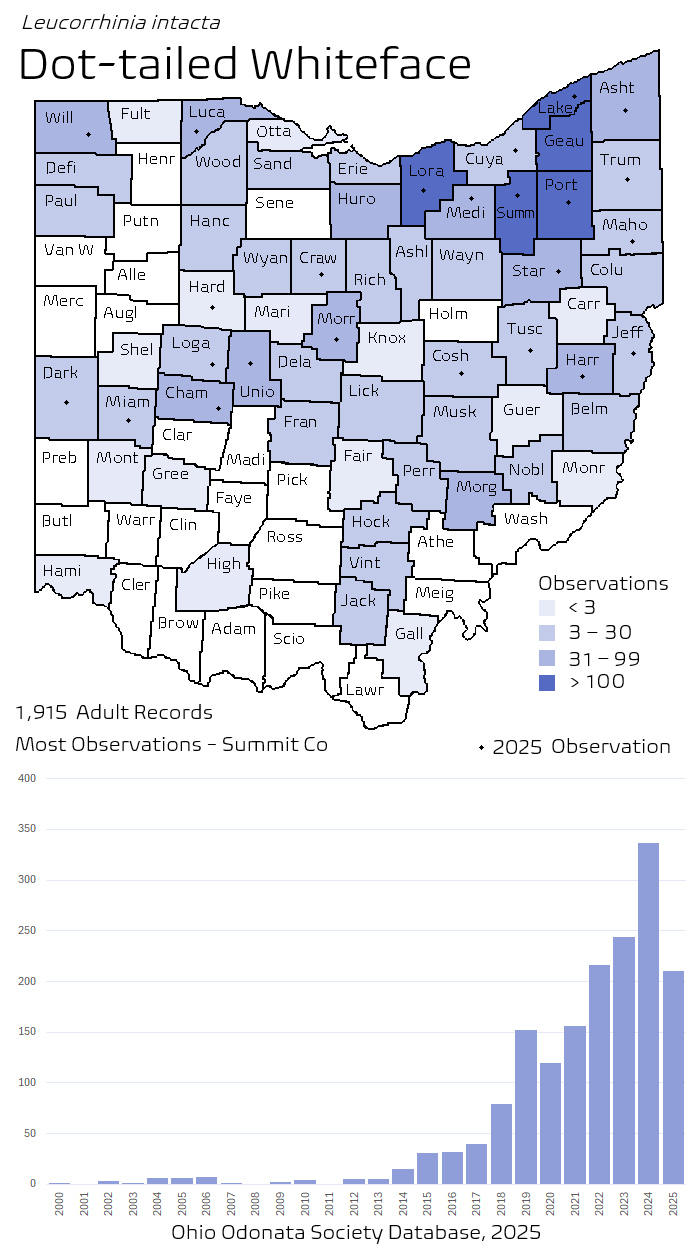 dot-tailed whiteface.png