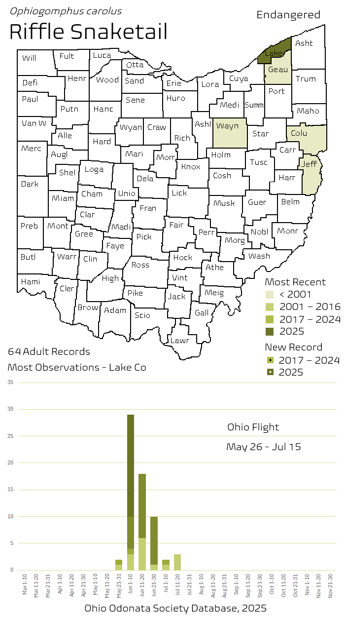 Riffle Snaketail.png