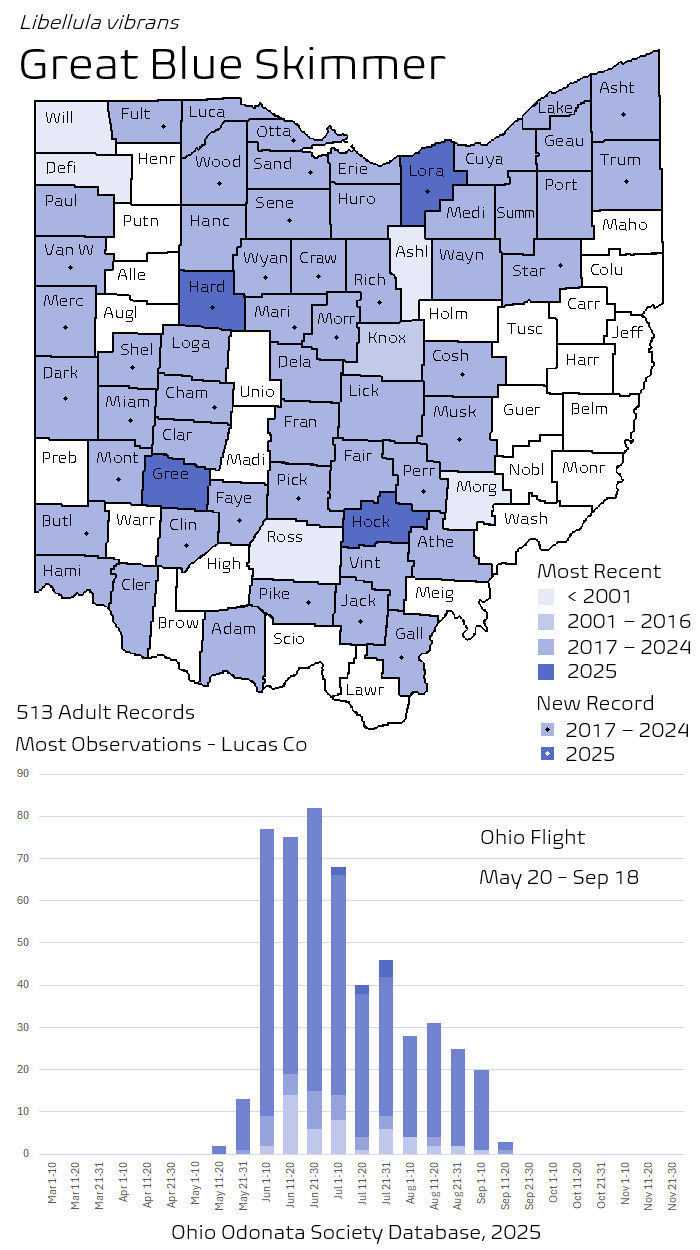 Great Blue Skimmer.png