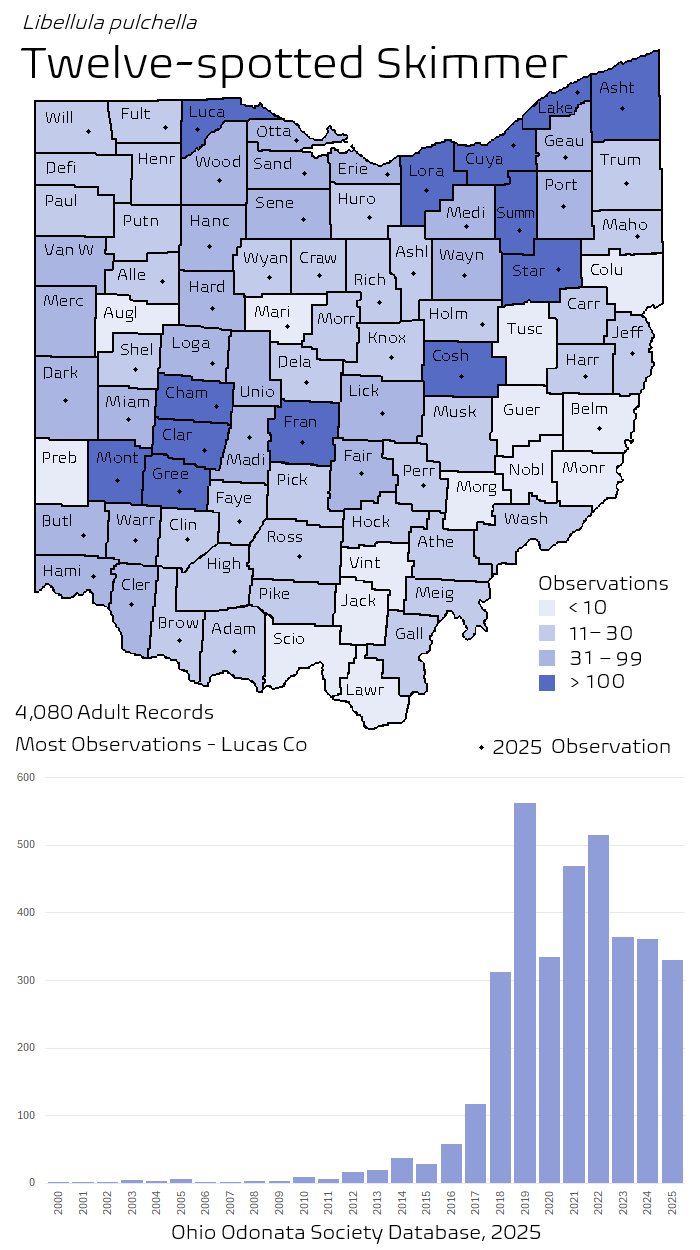 twelve-spotted skimmer.png