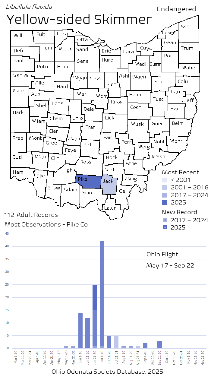 Yellow-sided Skimmer.png