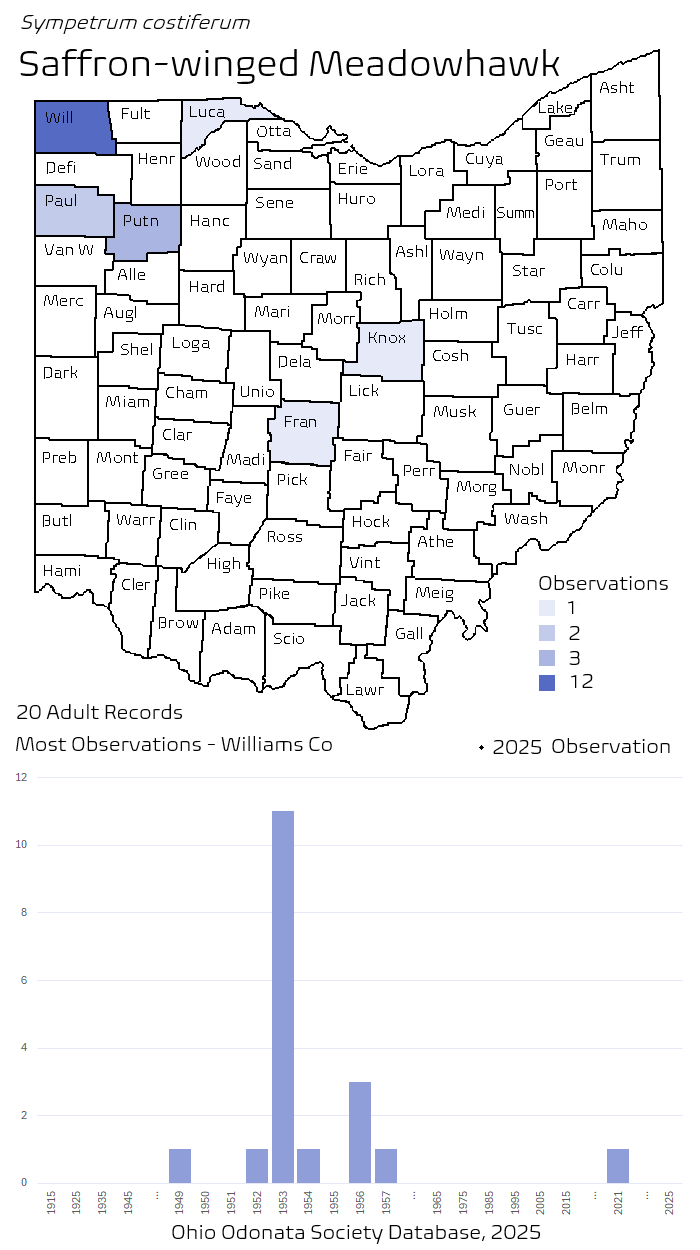 saffron-winged meadowhawk.png